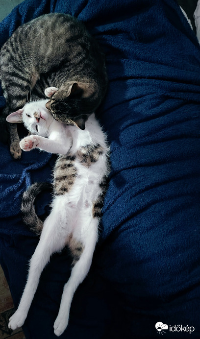 Cica jó dolguk van... :-)