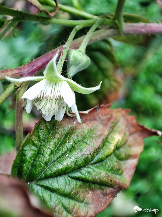 Virágzik a málna...