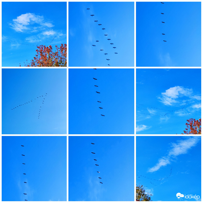 Vonulnak a vadludak...