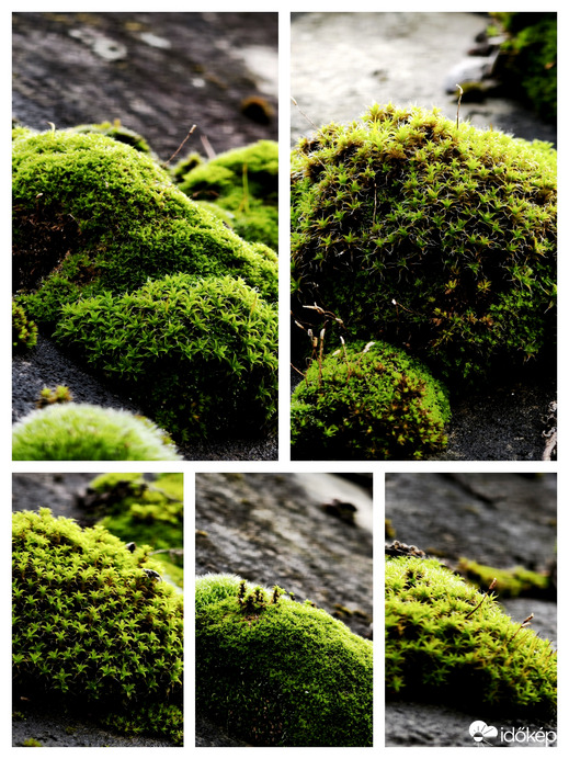 Egy háztető csodái