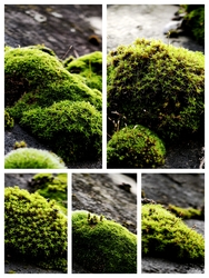 Egy háztető csodái