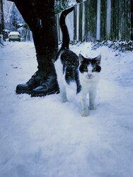 Elkísértem a gazdit:-)