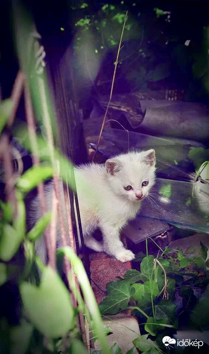 Kis fehér hógolyó :-)