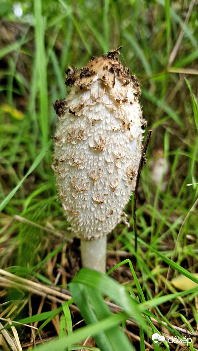 Gyapjas tintagomba a Mátraaljai Feldebrő határában