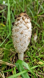 Gyapjas tintagomba a Mátraaljai Feldebrő határában