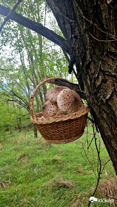 Nagy Őzlábgomba terítéken