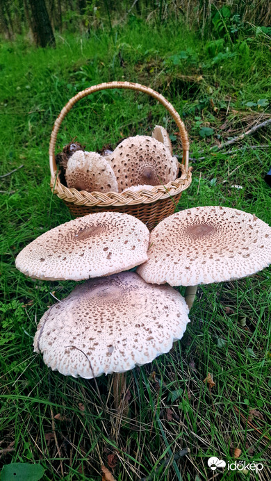 Terítéken a nagy őzlábgombák