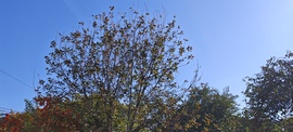 Foktő