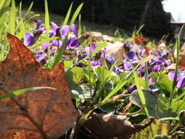Őszi levél ibolyák között