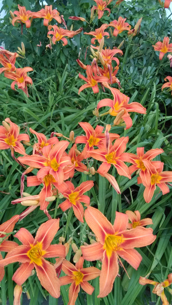 20180615 készült kép - nyári virágok