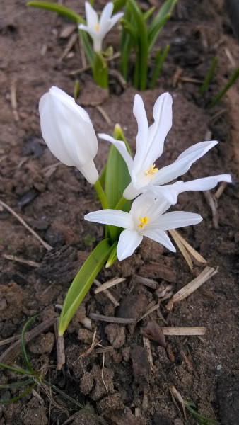 Csillagvirág bimbosan