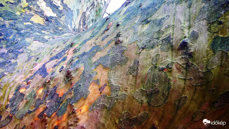 Platán