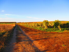 Szőlő tőkék mentén