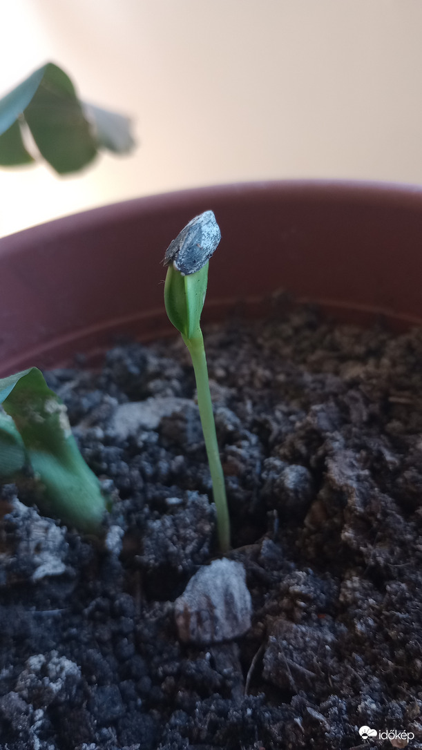 Az első napraforgó