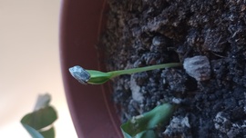 Az első napraforgó