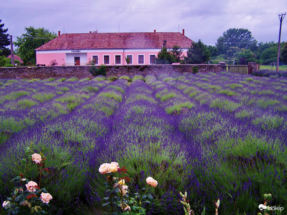 Levendula mező! 