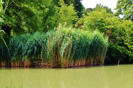 Sárvár 