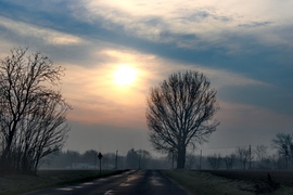 A felkelő nap fája! 