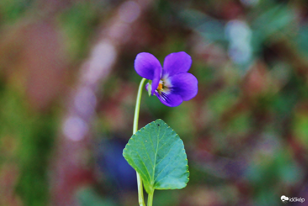 Egy szál Ibolya! 