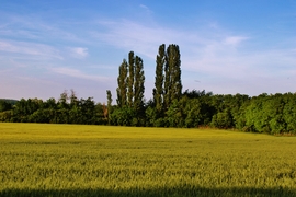 Sitke 