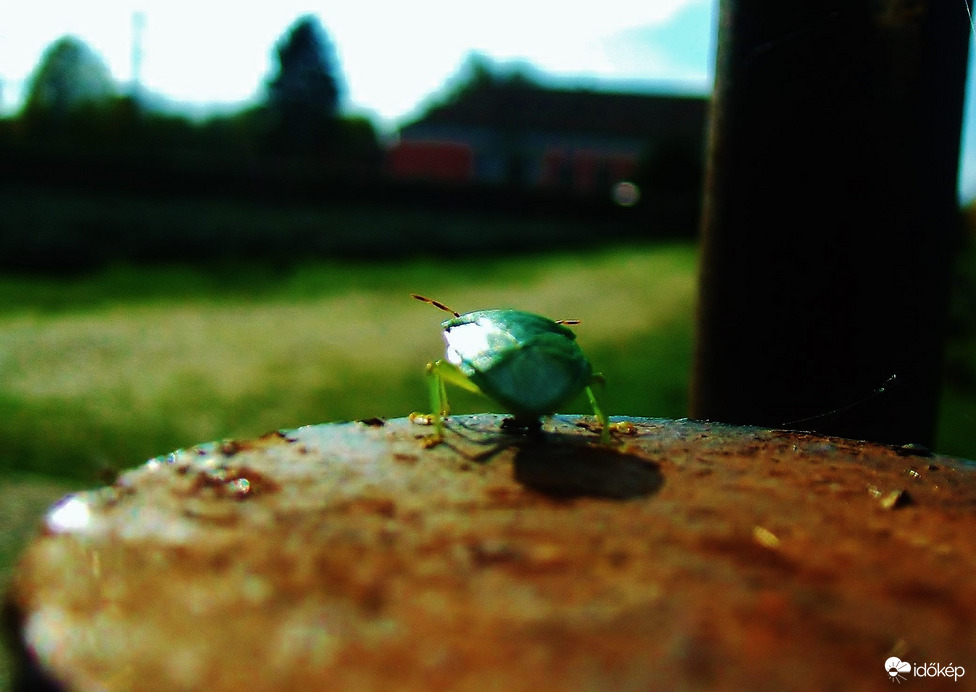 A megfigyelő :)