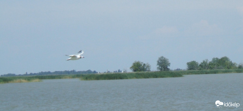 Fertő tó 