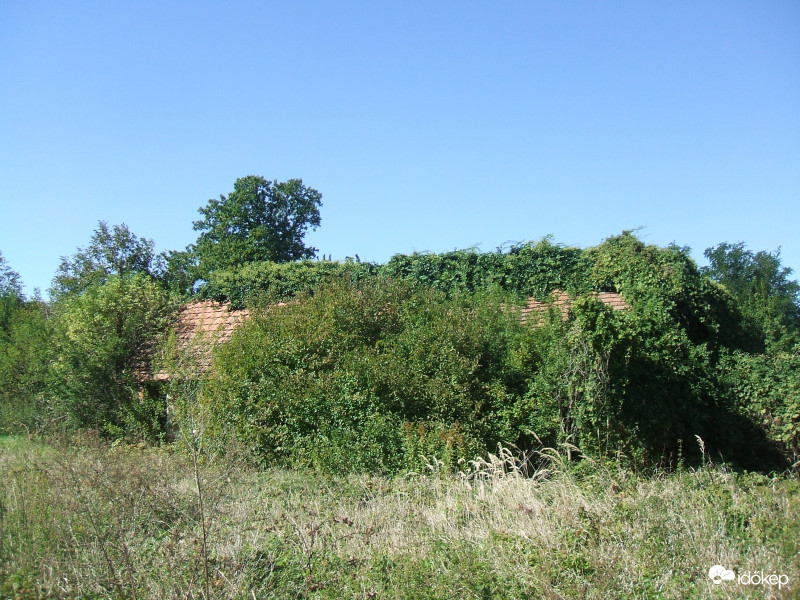 Betakarva