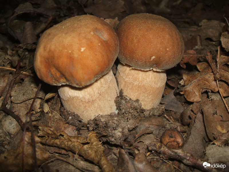 Páros 