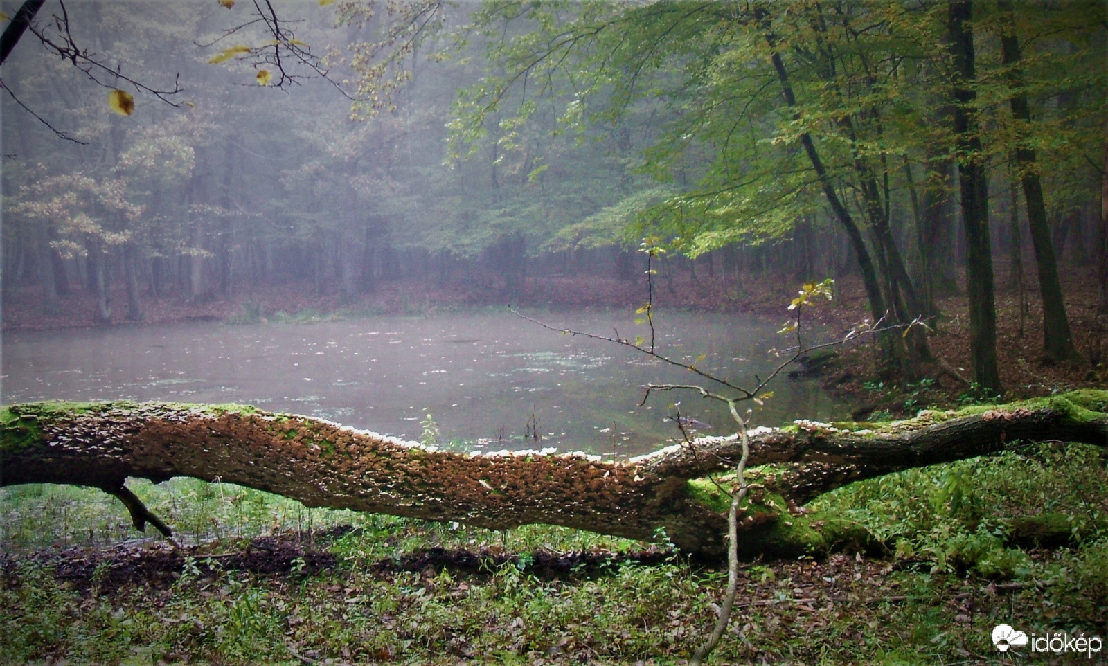 Farkas erdő