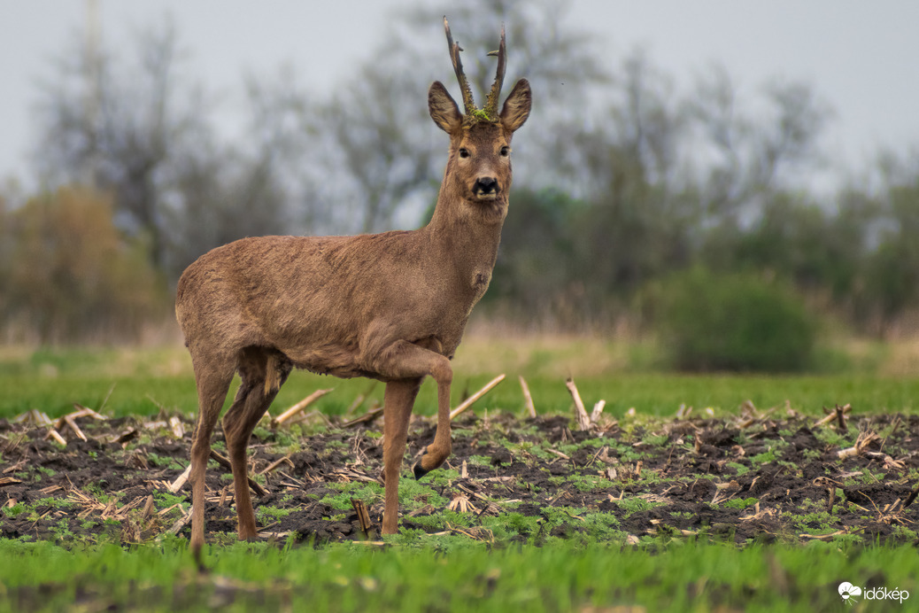 Lépés előtti pillanat