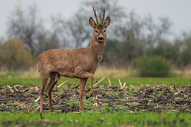 Lépés előtti pillanat