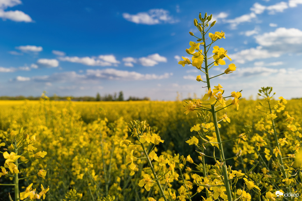 Virágzó repce