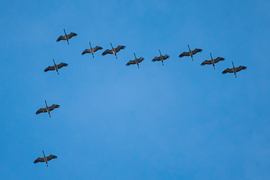 Daruvonulás március első napján :)