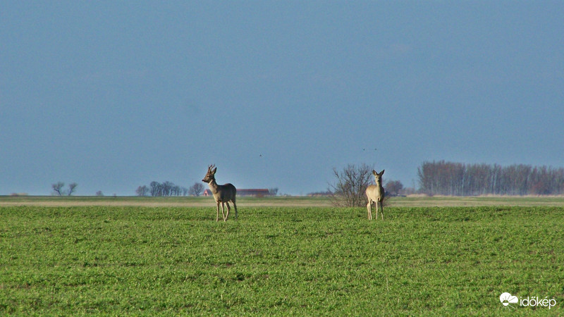 Püspökladány