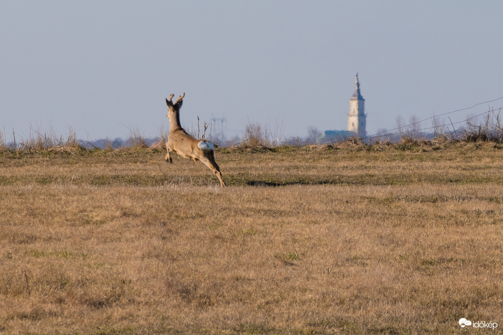 Szerep