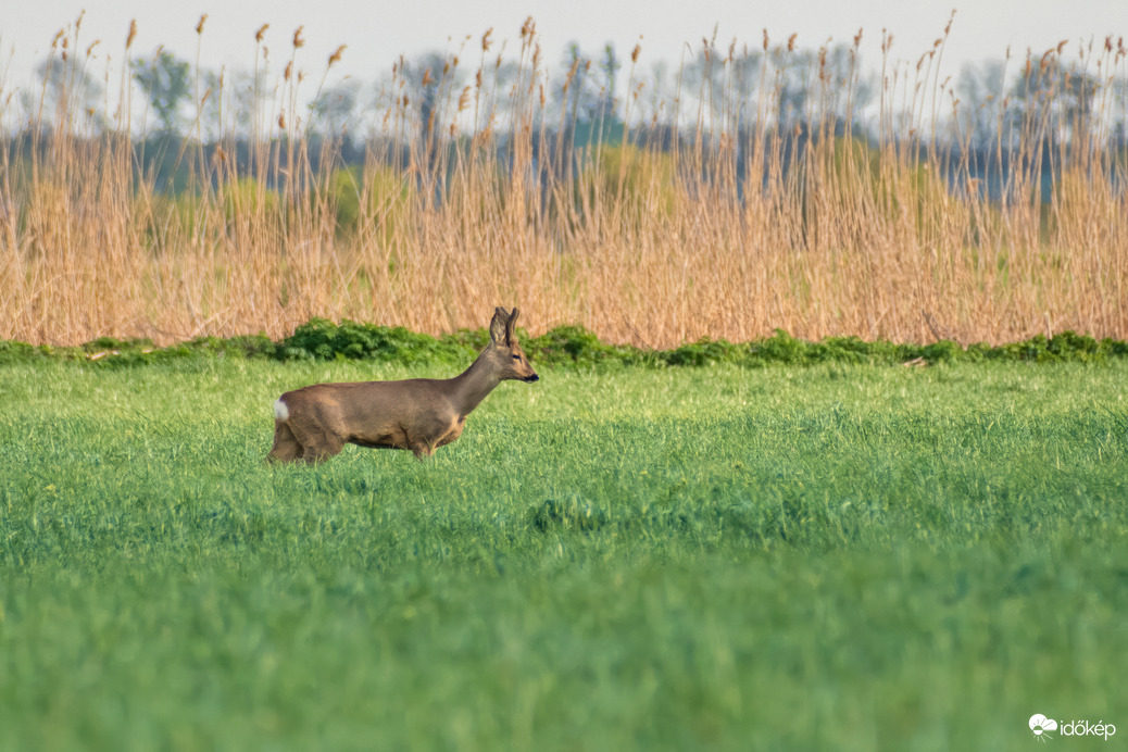 Őzbak a tavaszi mezőn