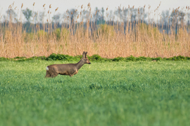 Őzbak a tavaszi mezőn