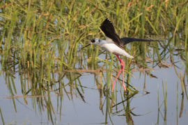 Gólyatöcs leszállás közben