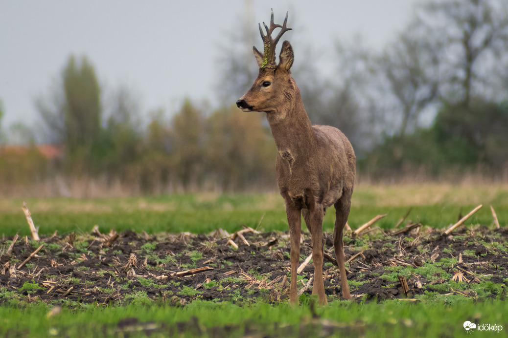 Egy gyors pillantás oldalra