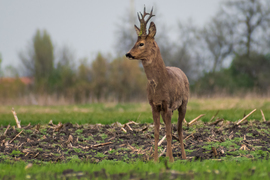 Egy gyors pillantás oldalra