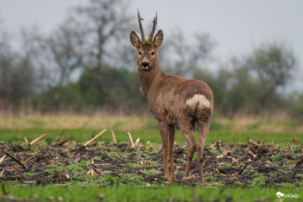 Na, most ezt fotózd! :D