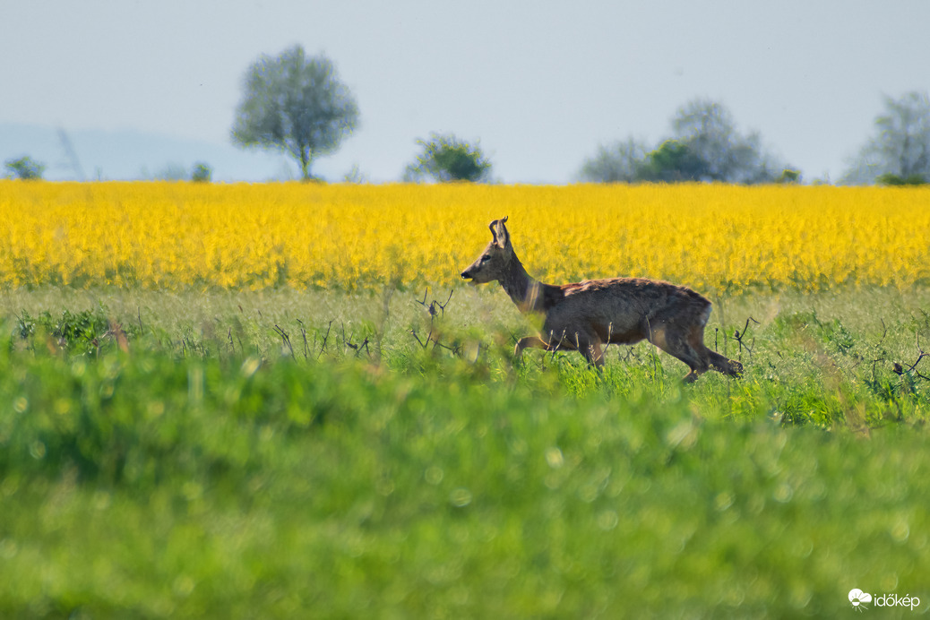 Őz a repceföld közelében