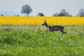 Őz a repceföld közelében