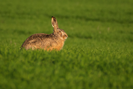 Mezei nyúl