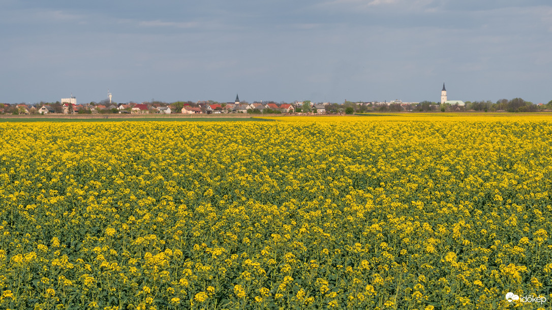 Virágzó repcemező Püspökladány látképével