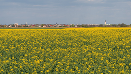 Virágzó repcemező Püspökladány látképével
