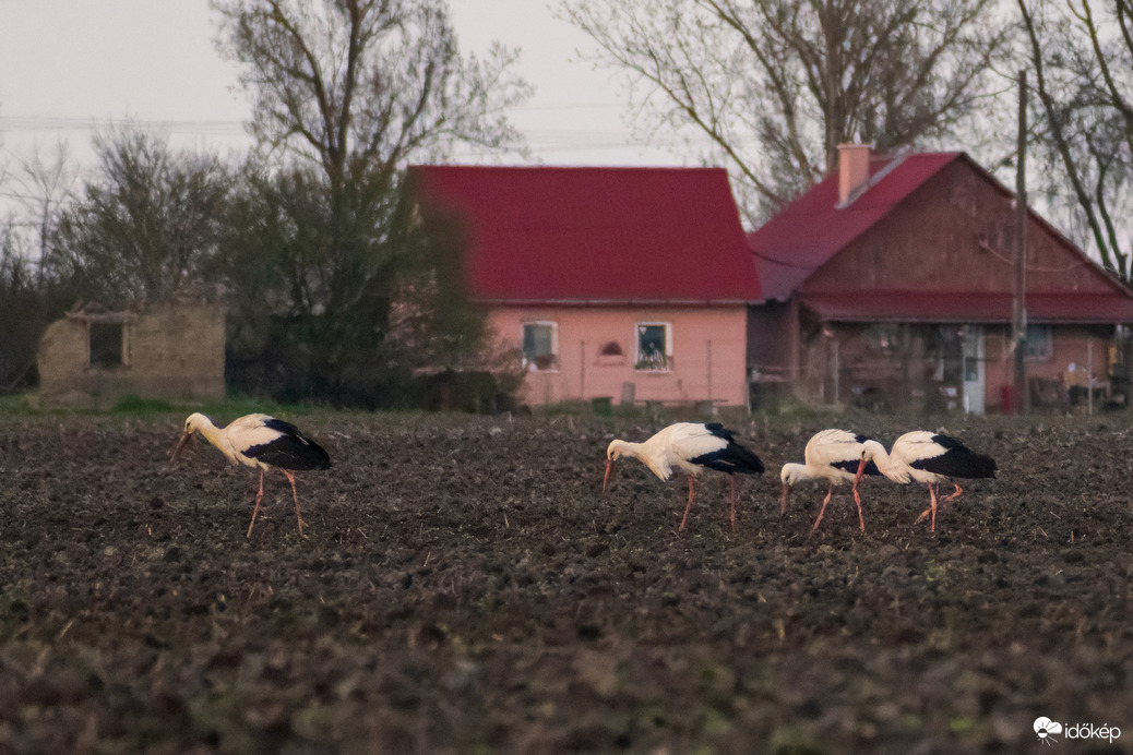 Fehér gólyák Püspökladány határában