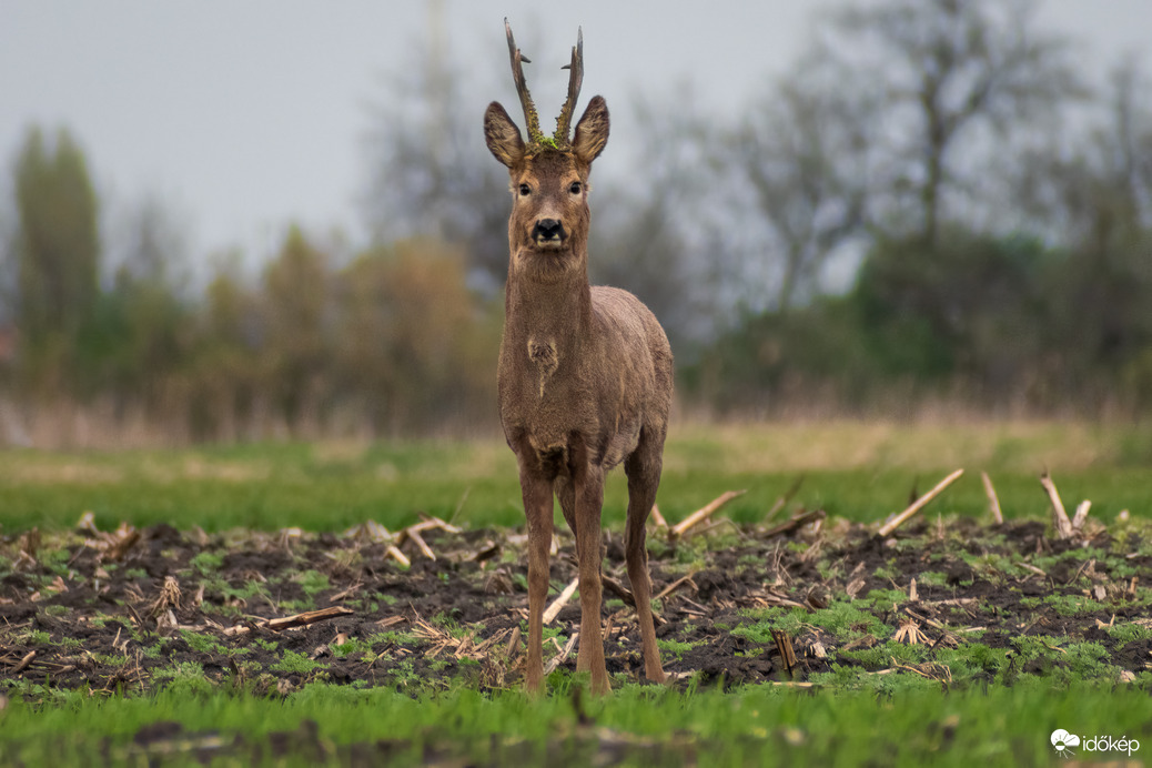 Mi az ott a földön? – a gyanakvó őzbak :)