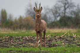 Mi az ott a földön? – a gyanakvó őzbak :)