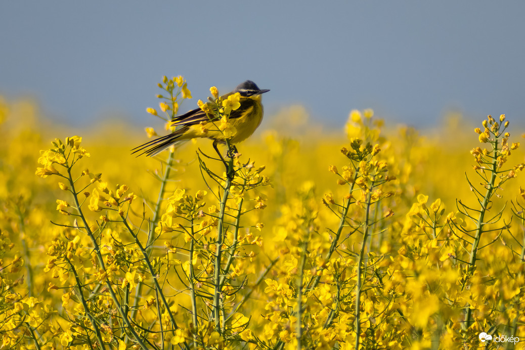 Sárga billegető a repcén